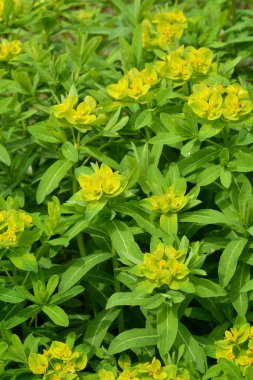 Sarı çiçekli ve yeşil yapraklı bitkiler 