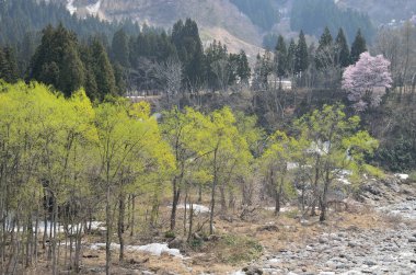 Ormanda ve dağlarda ağaçlarla dolu güzel bir manzara.