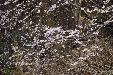 Ağaç dallarındaki güzel sakura çiçeklerinin yakın plan görüntüsü.