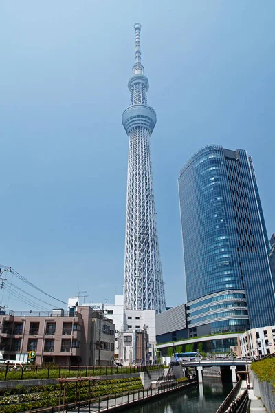 Tokio Niebo Drzewo Jest Telewizyjną Wieżą Nadawczą Punktem Orientacyjnym Tokio — Zdjęcie stockowe