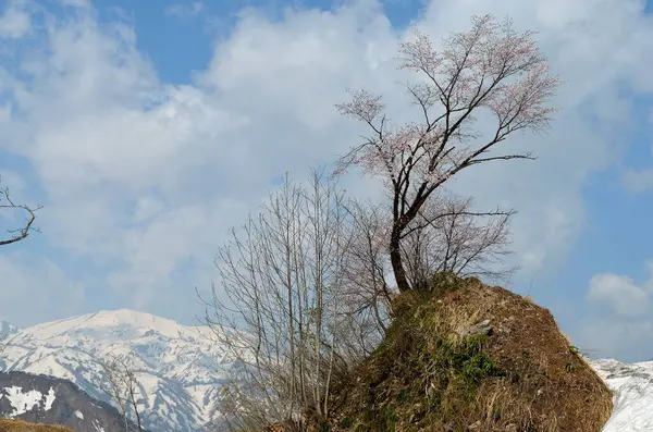 Прекрасный Вид Зимние Горы Деревья — стоковое фото