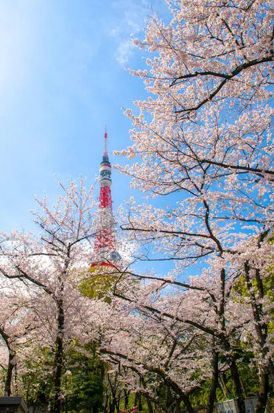 Japonya 'da kiraz çiçeği zamanı