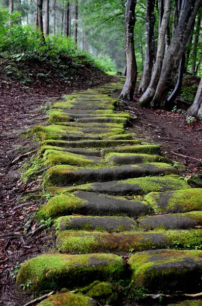 Beautiful Landscape Path Forest — Stock Photo, Image