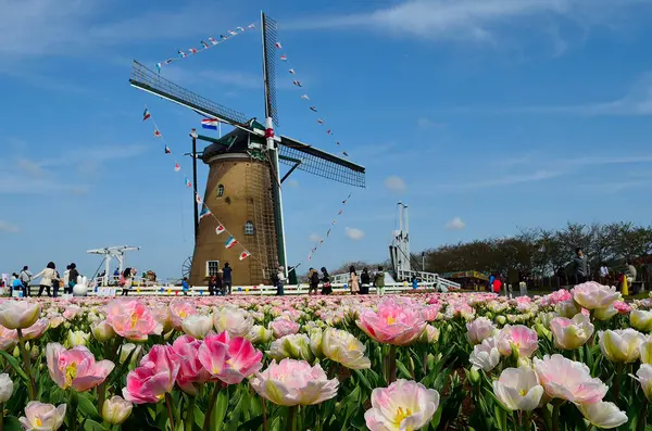 Hollanda Daki Parkta Renkli Laleler — Stok fotoğraf