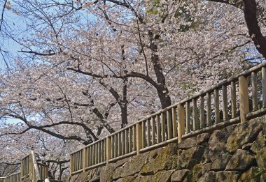 Japon şehrinde kiraz çiçekleri