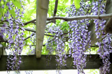 Bahar bahçesinde güzel mor salkımcık çiçekleri 