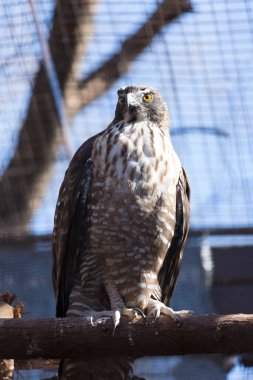 Hayvanat bahçesindeki şubeye tünemiş şahin portresi. 