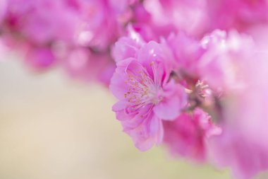 Bahçedeki güzel pembe kiraz çiçekleri, yakın manzara.