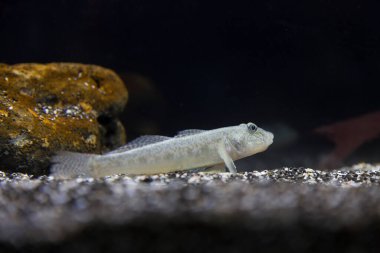 Suda yüzen güzel egzotik balıkların sualtı manzarası                         