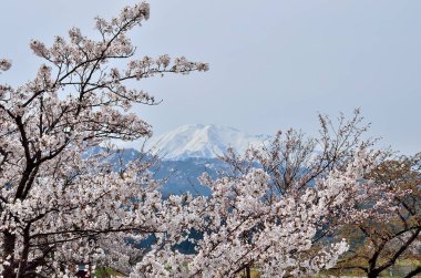 Japonya 'da kiraz çiçeklerinin güzel manzarası
