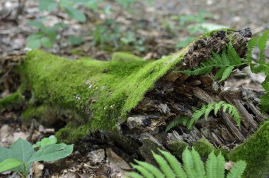 Ağaç gövdesindeki yeşil yosunların yakın plan fotoğrafı.
