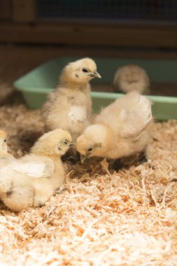 Çiftlikteki kafeste küçük sevimli tavuklar.