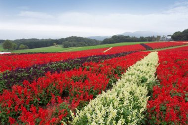 Yeşil yaz çayırlarında renkli çiçekler, gündüz görüşü. 