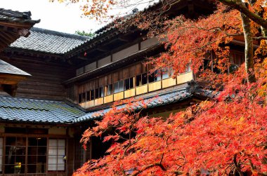 Kyoto, Japonya 'da sonbahar akçaağaç yaprağı.