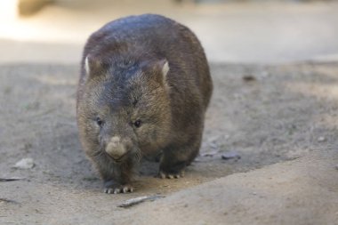 Wombat kumlu zeminde yürüyor