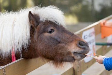 Tatlı midilliyi besleyen çocuk portresi