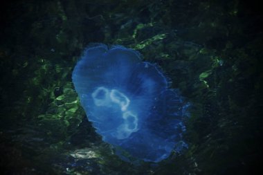 Suyun altında yüzen denizanalarının yakın çekim görüntüsü. deniz yaşamı      