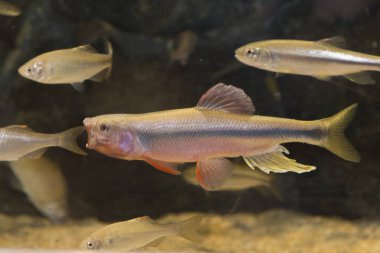 Güzel sualtı dünyası akvaryum manzarası