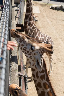Zürafalar güneşli hayvanat bahçesinde ziyaretçilere doğru uzanıyor.