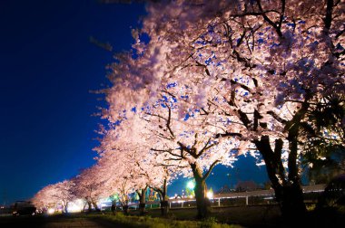 Şehirde çiçek açan kiraz ağaçlarının güzel gece manzarası     
