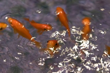 Suda yüzen güzel egzotik balıkların sualtı manzarası                         