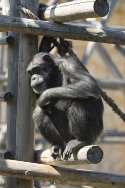 maymun hayvanat bahçesinde çitte oturuyor. 