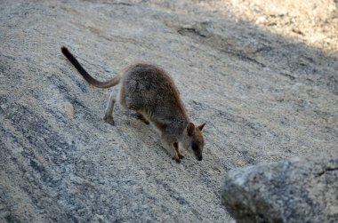 Kaya üzerinde sevimli bir valabis hayvanı portresi