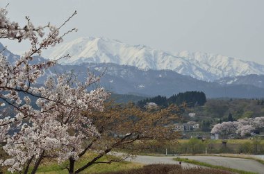 Sakura baharda Japonya 'da çiçek açar. 