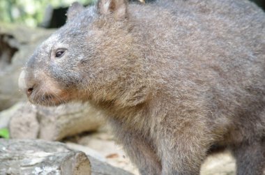 Avustralya 'daki wombat hayvan portresi 