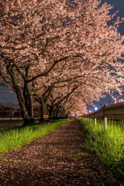 Şehirde çiçek açan kiraz ağaçlarının güzel gece manzarası     