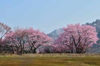 Bahar mevsiminde kiraz ağaçları ve kiraz çiçekleri