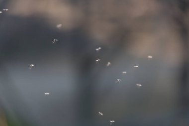 Suyun yanında uçan küçük böcekler.