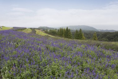 Yeşil yaz çayırlarında renkli çiçekler, gündüz görüşü. 