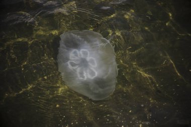 Suyun altında yüzen denizanalarının yakın çekim görüntüsü. deniz yaşamı      