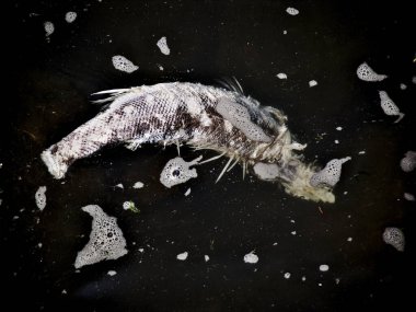 Deniz suyundaki yaşlı ölü balık, yaklaş.