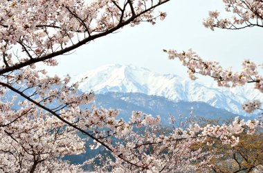 mt. İlkbaharda fuji ve kiraz çiçeği 