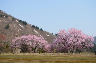 Japonya 'daki dağ tepesinde güzel kiraz çiçekleri.