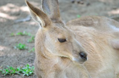 Hayvanat bahçesindeki sevimli bir kangurunun yakın çekimi. 