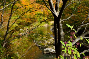 Ormanda güzel sonbahar yaprakları