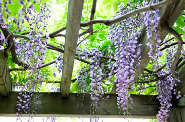 Bahar bahçesinde güzel mor salkımcık çiçekleri 