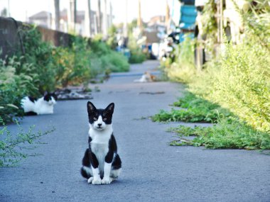 Siyah beyaz kedi yolda oturuyor.