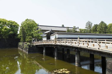 Yeşil ormandaki nehrin üzerinde köprü 
