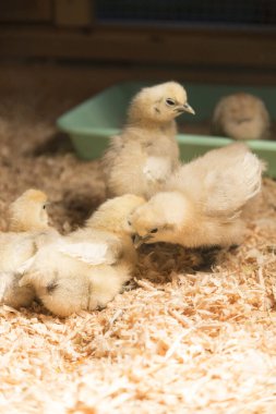 Çiftlikteki küçük tavuklar