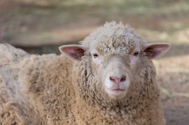 Otlaktaki koyunların manzarasını kapat.