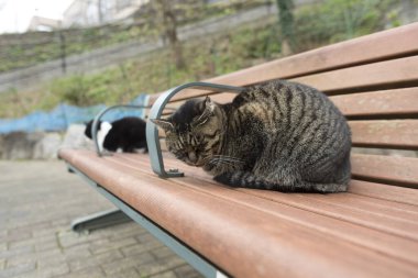 Kediler şehir caddesinde bankta oturuyor. 