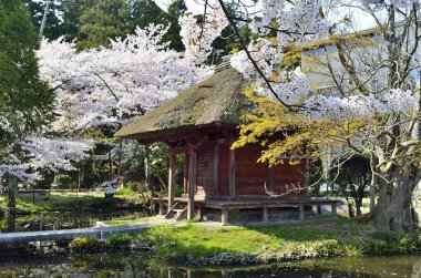 Japonya 'da kiraz çiçeği zamanı