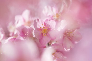 Bahçedeki güzel pembe kiraz çiçekleri, yakın manzara.