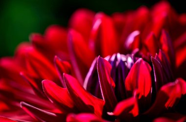 Bahçedeki güzel kırmızı çiçeğin yakın çekim görüntüsü