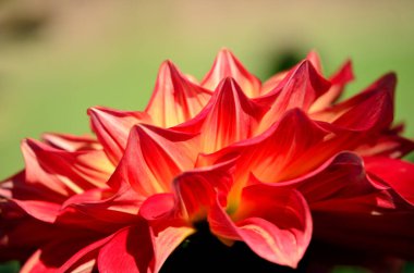 Güzel kırmızı yıldız çiçeği yakın çekim