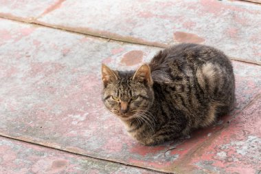Caddedeki sevimli kedi, gündüz manzaralı. 